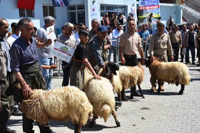 Huzur Ortamının Sağlandığı Kato Dağı’nda Hayvan Kırkma Festivali Yapıldı