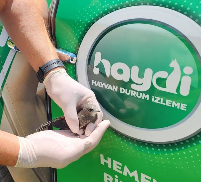 Sivas’ta Yavru Ve Yaralı Halde Kerkenez Ve Ebabil Kuşları Bulundu