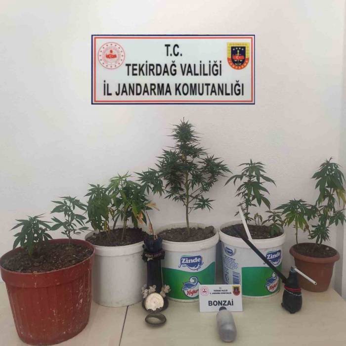 Tekirdağ’da Yasa Dışı Kenevir Yetiştiren İki Şahıs Yakalandı