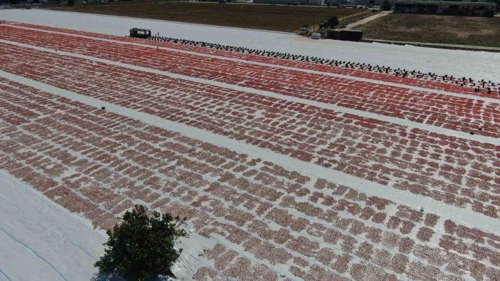 Torbalı Ovası Gelincik Tarlasına Döndü