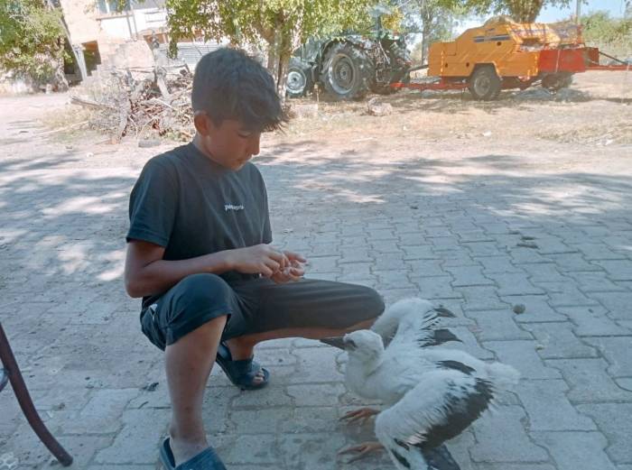 Yavru Leyleği Elleriyle Besliyor