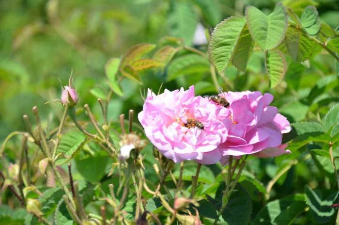 Yağlık Gül Hasadı Başladı