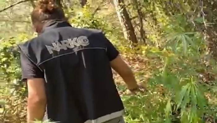 İzmir’de Zehir Tarlasına Polis Baskını