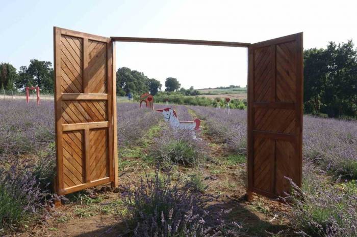 İzmitliler Lavanta Şenliğinde Buluşacak