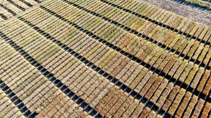 Baklava Dilimi Değil, Dünyayı Bekleyen Açlık Tehdidine Çare