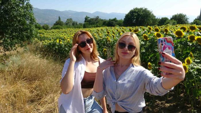 Yol Kenarındaki Ayçiçeği Tarlası Fotoğrafseverlerin Uğrak Noktası Oldu