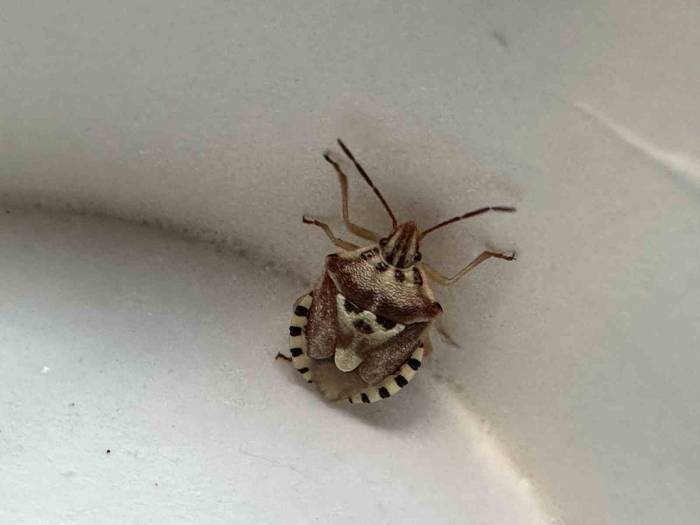 Yüksekova’da İnsan Yüzünü Andıran Böcek Şaşırttı