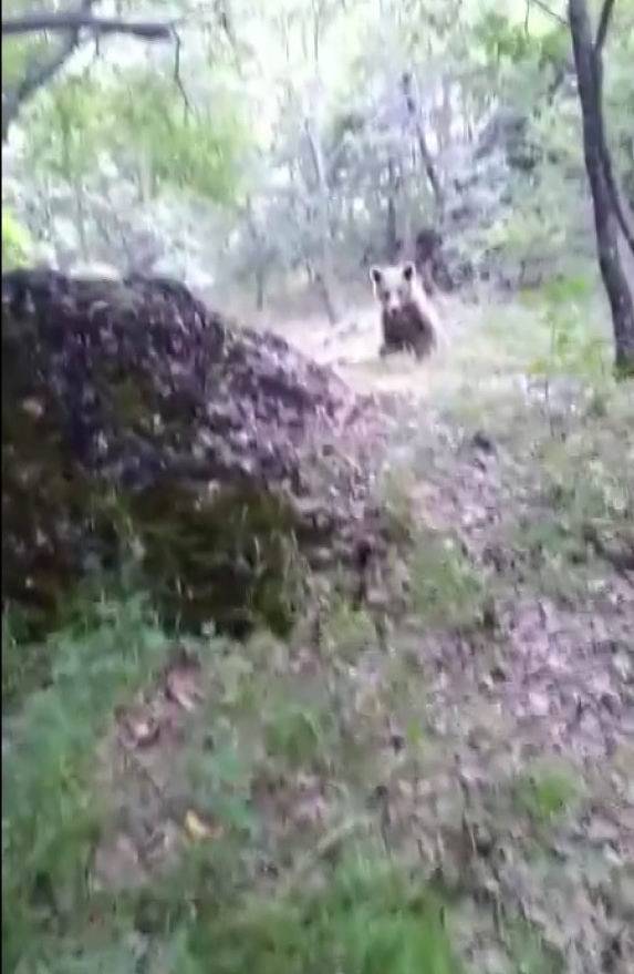 Amca Diye Seslendiği Ayıyı Besleyip Öpücük Gönderdi