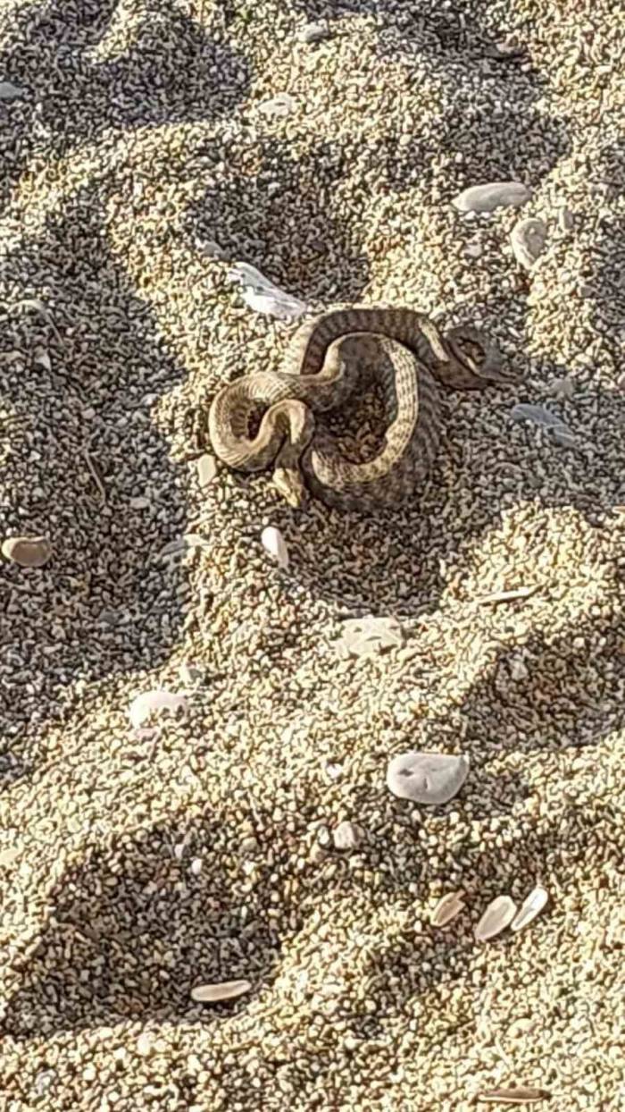 Filyos Sahilinde Çıkan Yılan Korkuttu