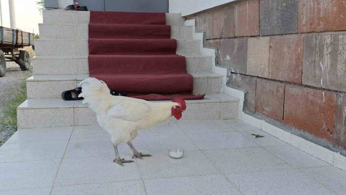 Kesme Şekerci Horoz Görenleri Şaşırtıyor