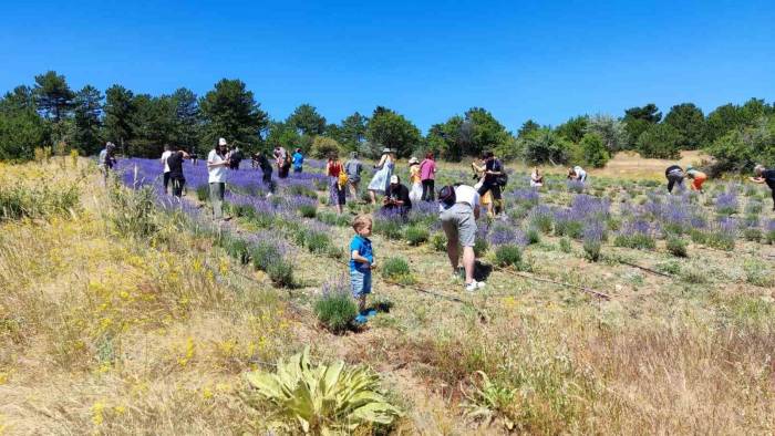 Mihalıççık’taki Lavanta Bahçesine Fotoğrafçı Akını