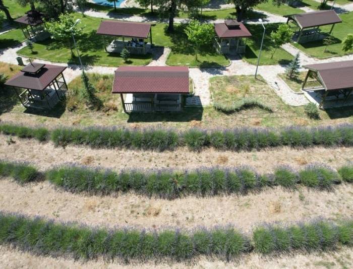 Gediz’de Lavanta Bahçesi Görsel Şölen Sunuyor