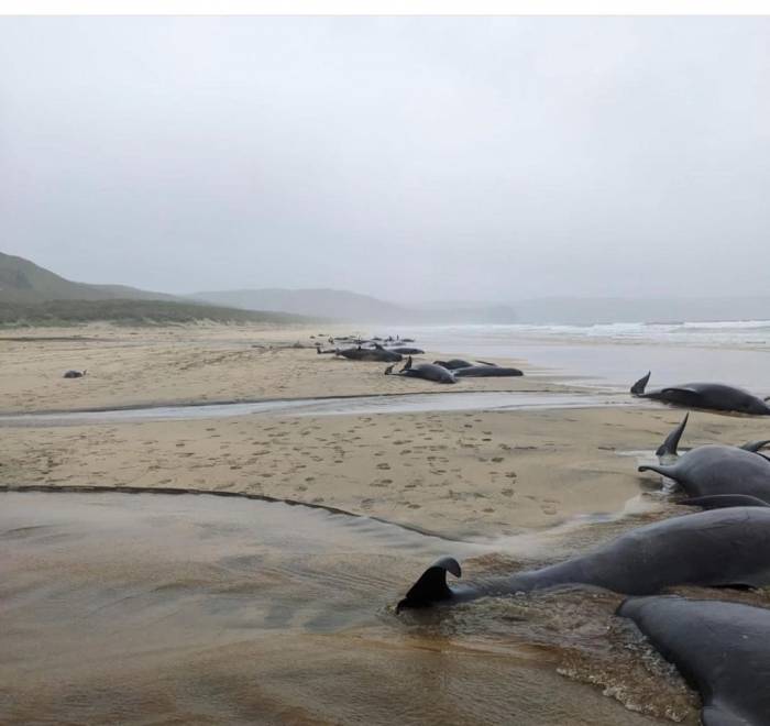 İskoçya’da 55 Pilot Balina Karaya Vurdu