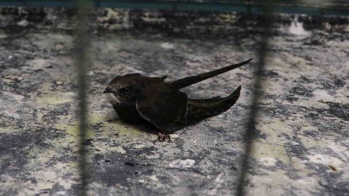 Bitkin Düşen Yavru Ebabil Kuşu Tedavi Altına Alındı