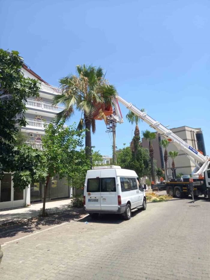Marmaris’te Palmiyeler Bakıma Alındı