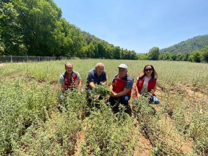 Muğla’da Tıbbi Aromatik Bitki Seferberliği