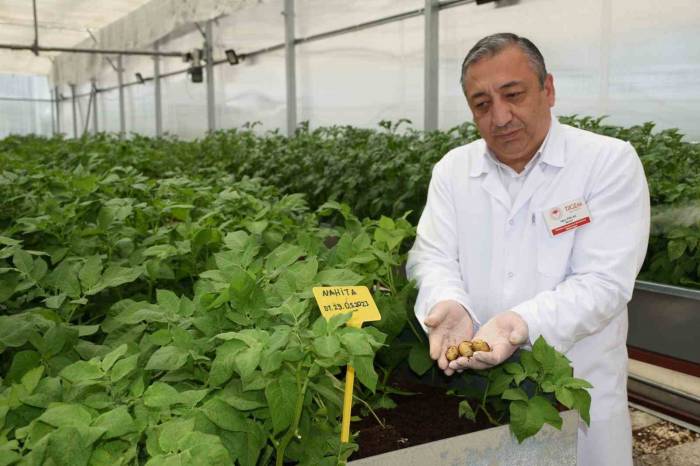 Yerli Ve Milli Patatesler Topraksız Ortamda Üretiliyor