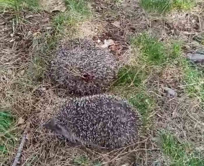 Siirt’te Yavru Kirpiler Vatandaşlar Tarafından Kurtarıldı