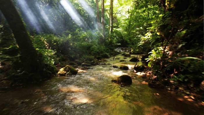 Kurtköy Kapılı Çınar Mesire Alanı Tabiat Parkı Olmaya Aday