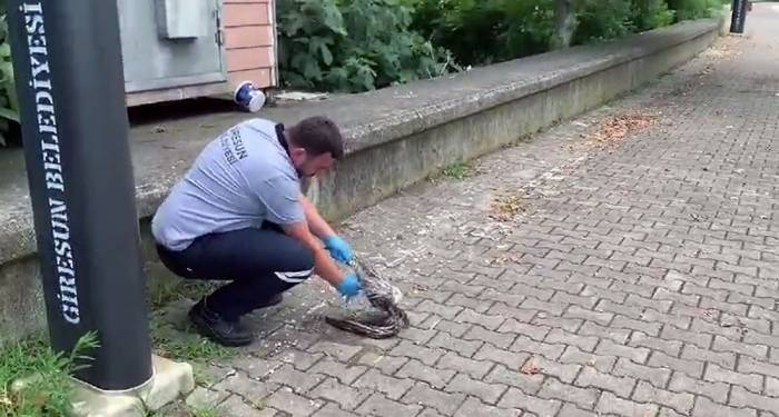 Yaralı Martının İmdadına Belediye Ekipleri Yetişti