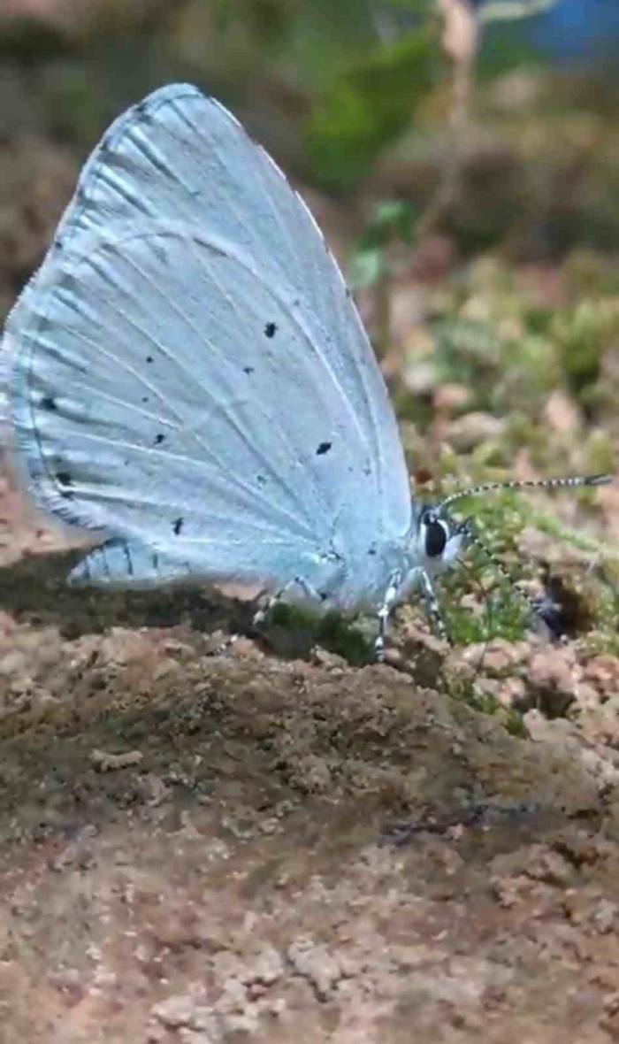 Endemik Tür Mavi Kelebekler Görüntülendi