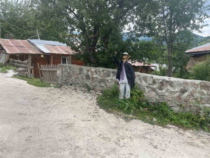 Ayılar Artvin’de Köylüleri Canından Bezdirdi: "ağaçlardan Meyve Toplayamıyoruz"