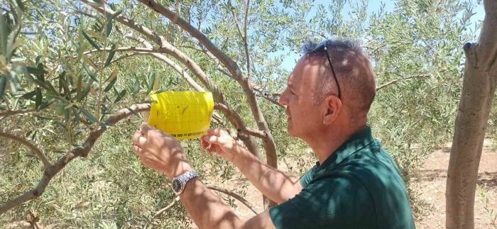 Didim’in Zeytinleri Temiz Çıktı