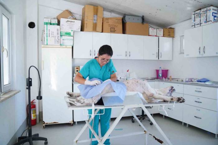 Ayvalık Belediyesi Sokaktaki Canların Yanında