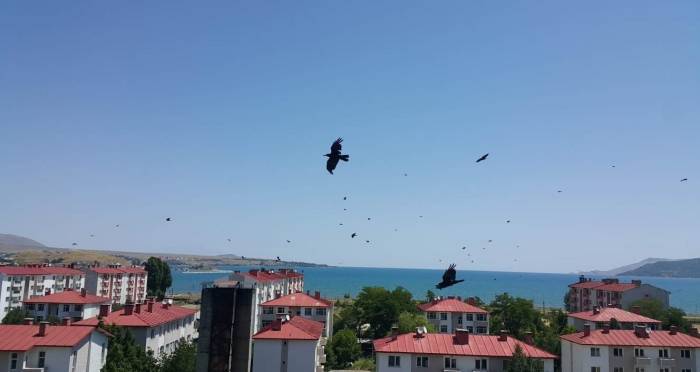 Kargalar Tatvan’ı Adeta İstila Etti