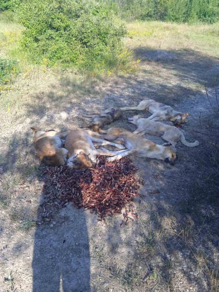 Bolu’da Yan Yana Sıralanmış 6 Köpek Ormanda Ölü Bulundu