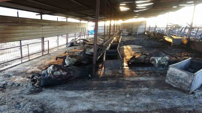 Çanakkale’deki Orman Yangınlarında Çiftlik Yandı, 13 Büyükbaş Ve 10 Küçükbaş Hayvanı Telef Oldu