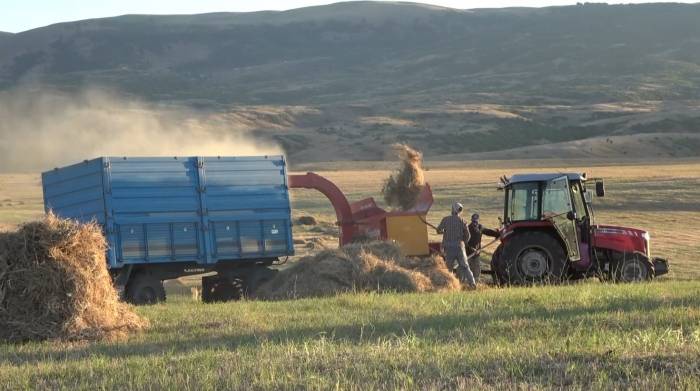 Muş Ovası’nda Çiftçilerin Kış Mesaisi Başladı