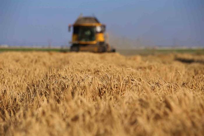 Tahıl Ambarında 2 Milyon 400 Bin Ton Buğday Rekoltesi Beklentisi