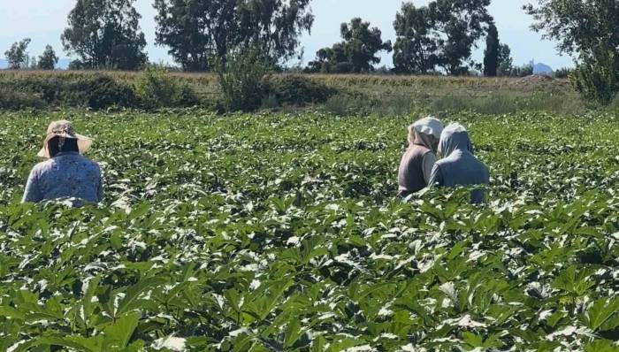 Osmaniye’de Bamya Hasadı Başladı