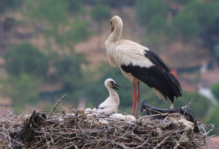 Elektrik Telinden Taşınan Leylek Yuvasındaki Yavrular Yumurtalardan Çıktı