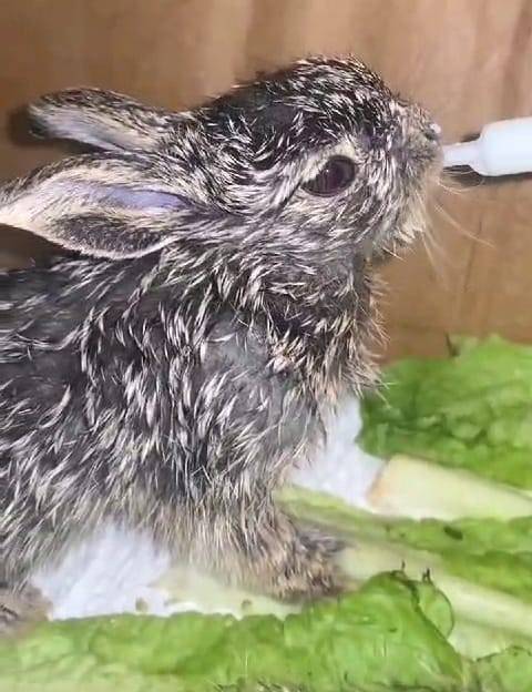 Sevimli Tavşan Yavruları Şefkatli Ellerde