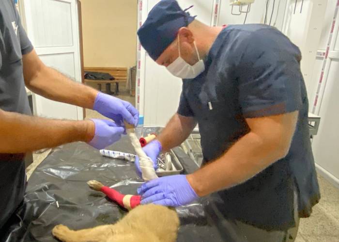 Aracın Çarptığı Yavru Köpek İçin Zamanla Yarış