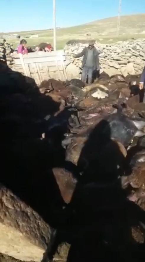 Kağızman’da Kurt Dehşeti