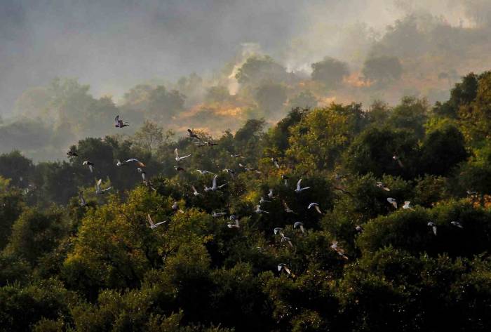 Orman Yangınları Fotoğraf Karelerinde