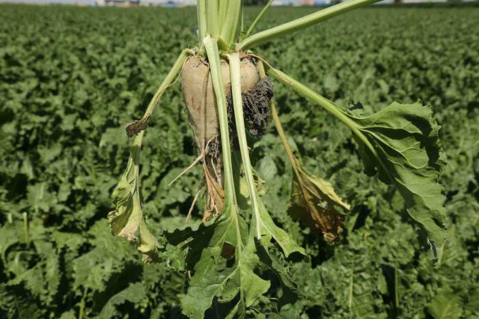 Konya Şeker’den Üreticilere 182 Milyon Avans Ödemesi