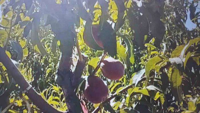 Mardin’de Şeftali Hasadı Başladı: 40 Ton Rekolte Bekleniyor