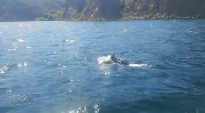 Yunuslar Tekneyle Yarışırken Görüntülendi