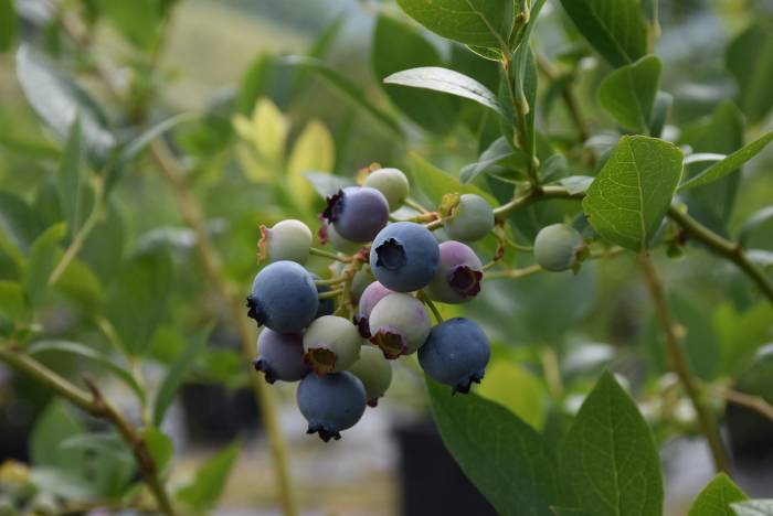 Sinop’ta İlk Defa Dikilen Yaban Mersininde İhracat Hedefi