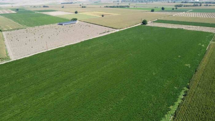 Otomasyon Sulama Sistemi İle Devlet Destekli Soya Üretimine Başlandı