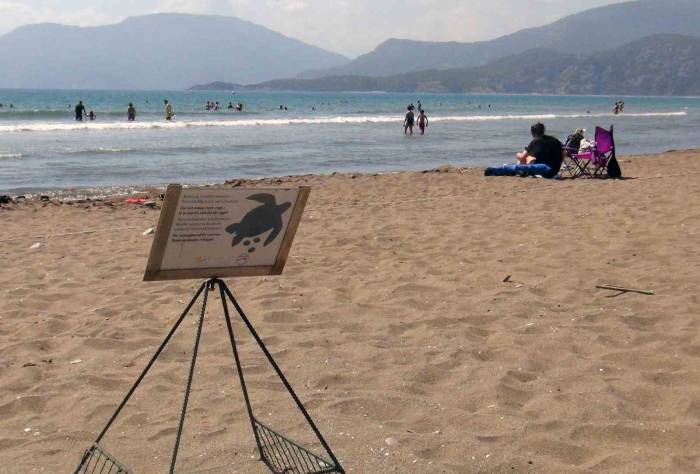 Caretta Yuva Sayısı 600’e Ulaştı