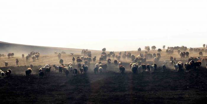 Dap’ın Reçetesinin Başında Hayvancılık Var