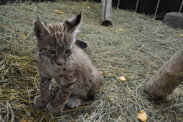 Kars’ta Yavru Vaşak Bakım Merkezinin Sembolü Oldu