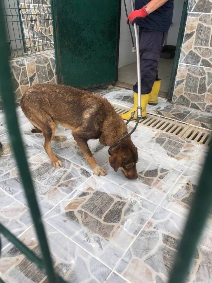 Yaylada Ölüme Terk Edilen Köpekler Koruma Altına Alındı