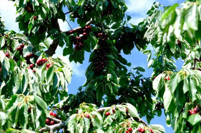 Erzincan’da Kiraz Ağacından Düşme Vakaları Arttı