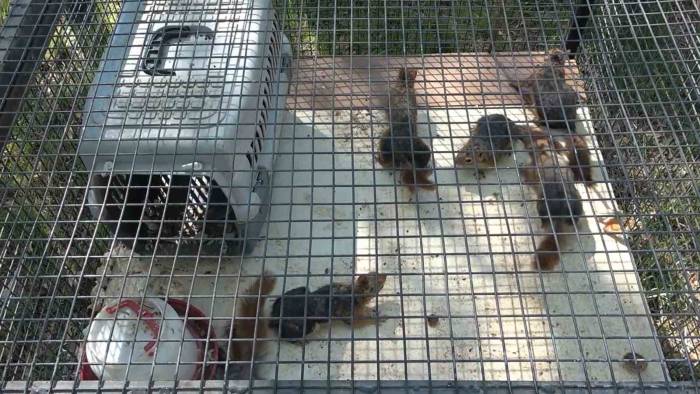 Koruma Altındaki Anadolu Sincaplarını Kafeste Tutan Şahsa Para Cezası